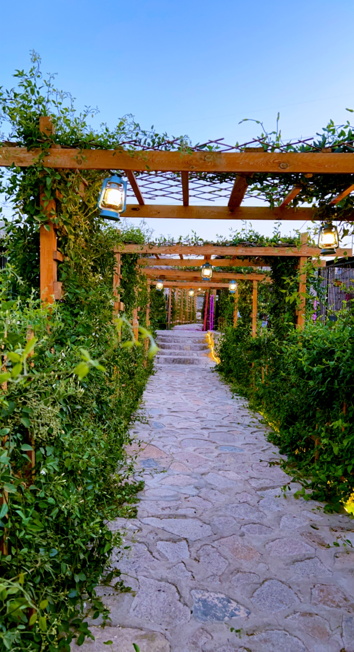 مزرعة ومصنع بن سلمان للورد الطائفي - صورة 3