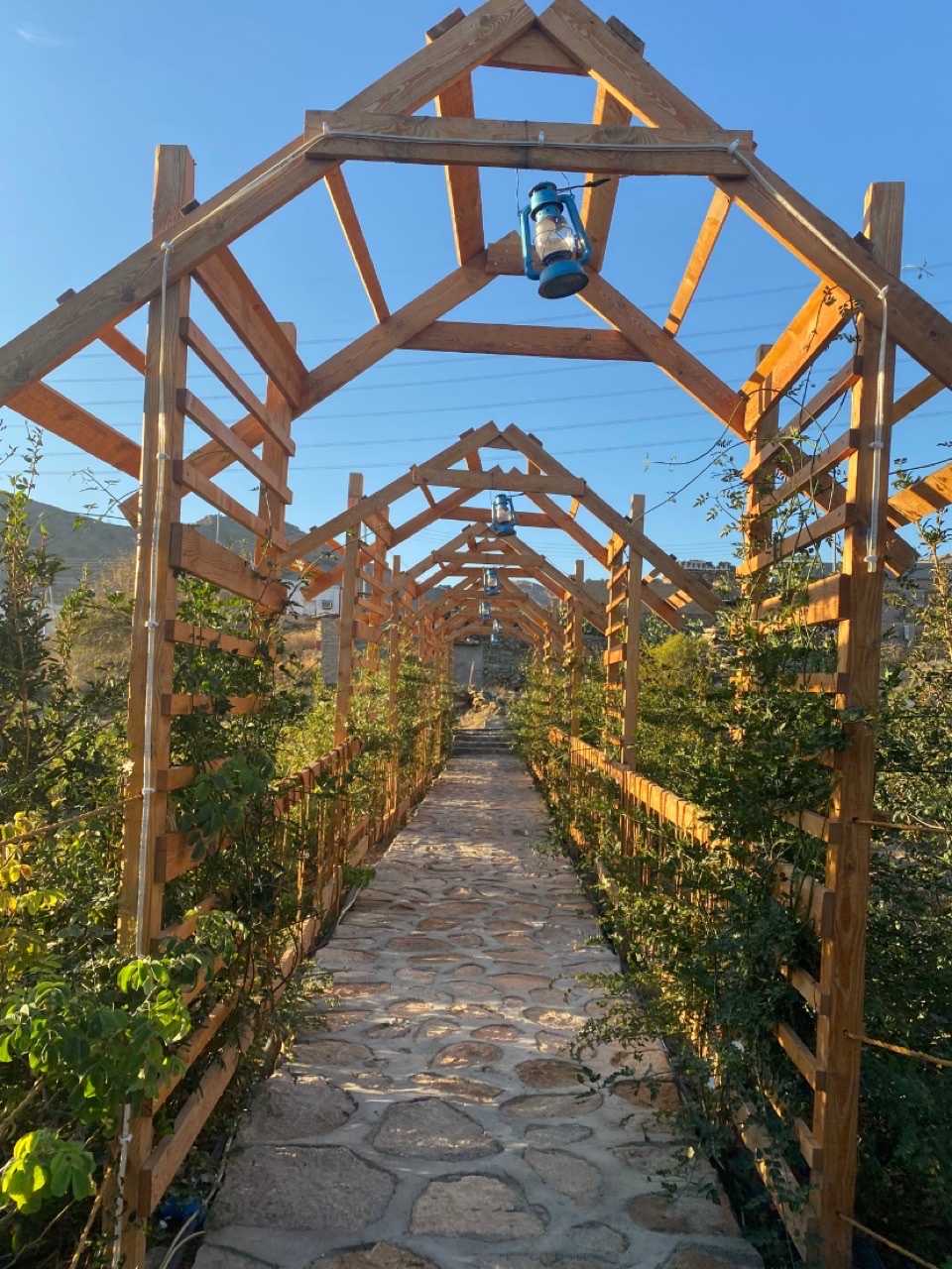 مزرعة ومصنع بن سلمان للورد الطائفي - صورة 4