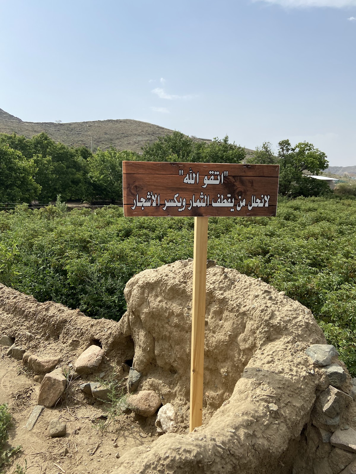 مزرعة سالم بن مشيهب للورد الطائفي - صورة 2