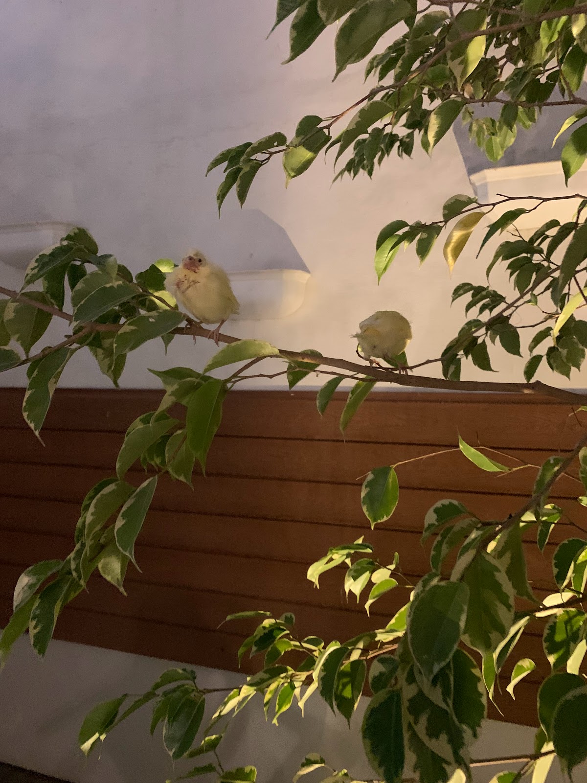 شاليهات هان ريڤر الفندقية