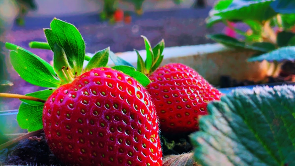 مزرعة الفراولة ورد الطائف