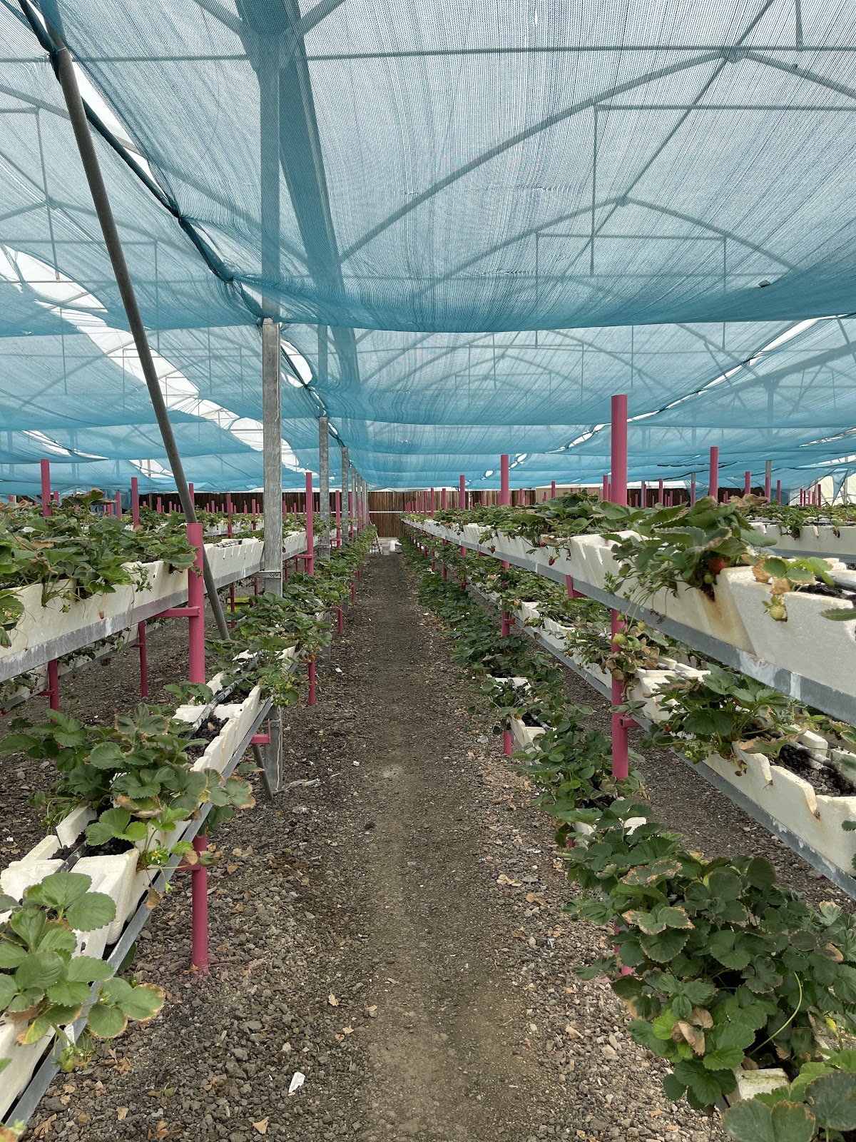 مزرعة الفراولة ورد الطائف - 3