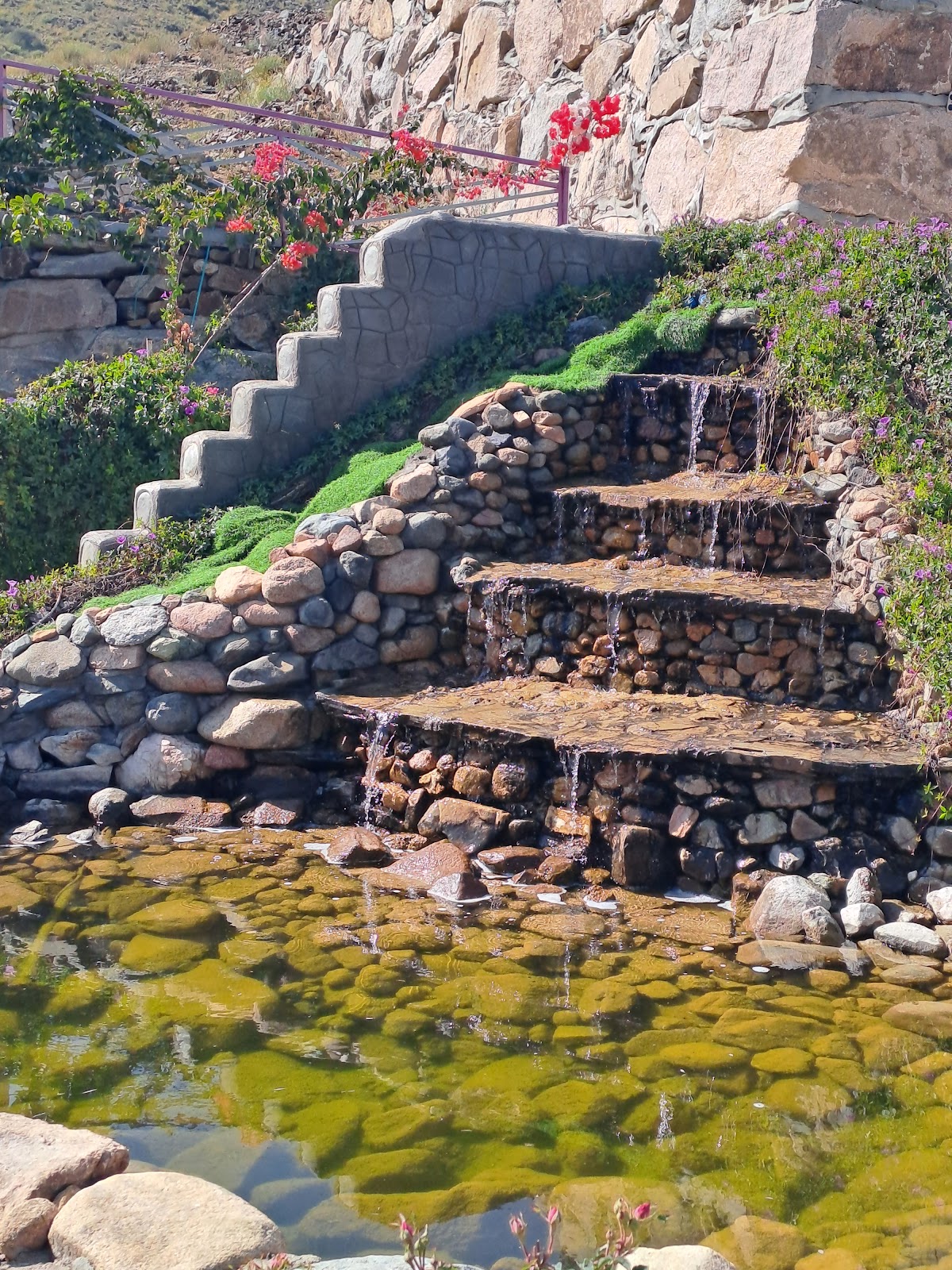 مزرعة الفراولة ورد الطائف - 5