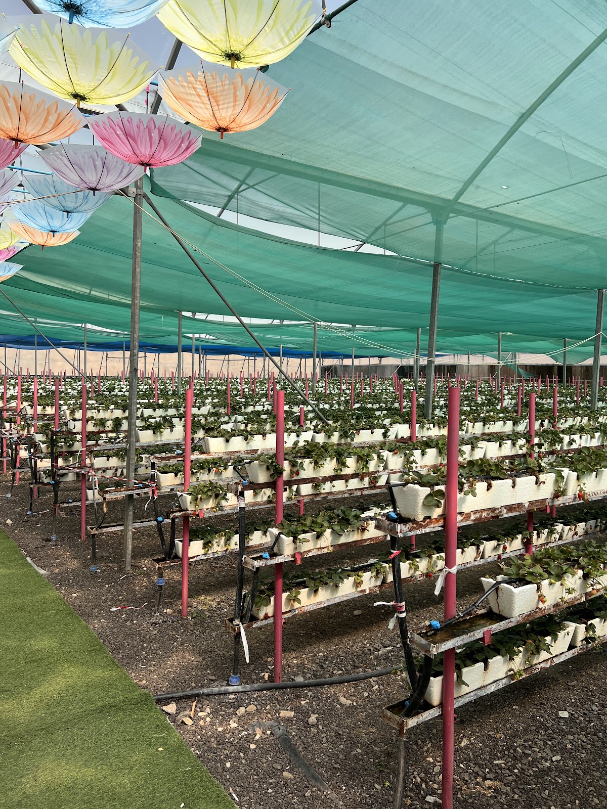 مزرعة ورد الطائف