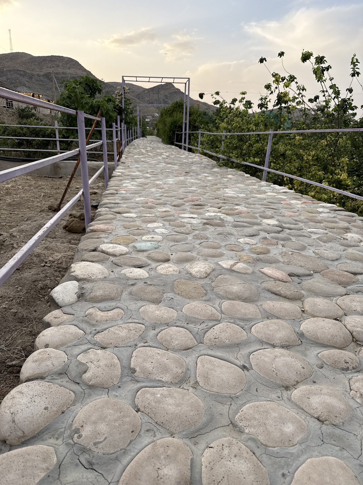 مزرعة ورد الطائف - 5