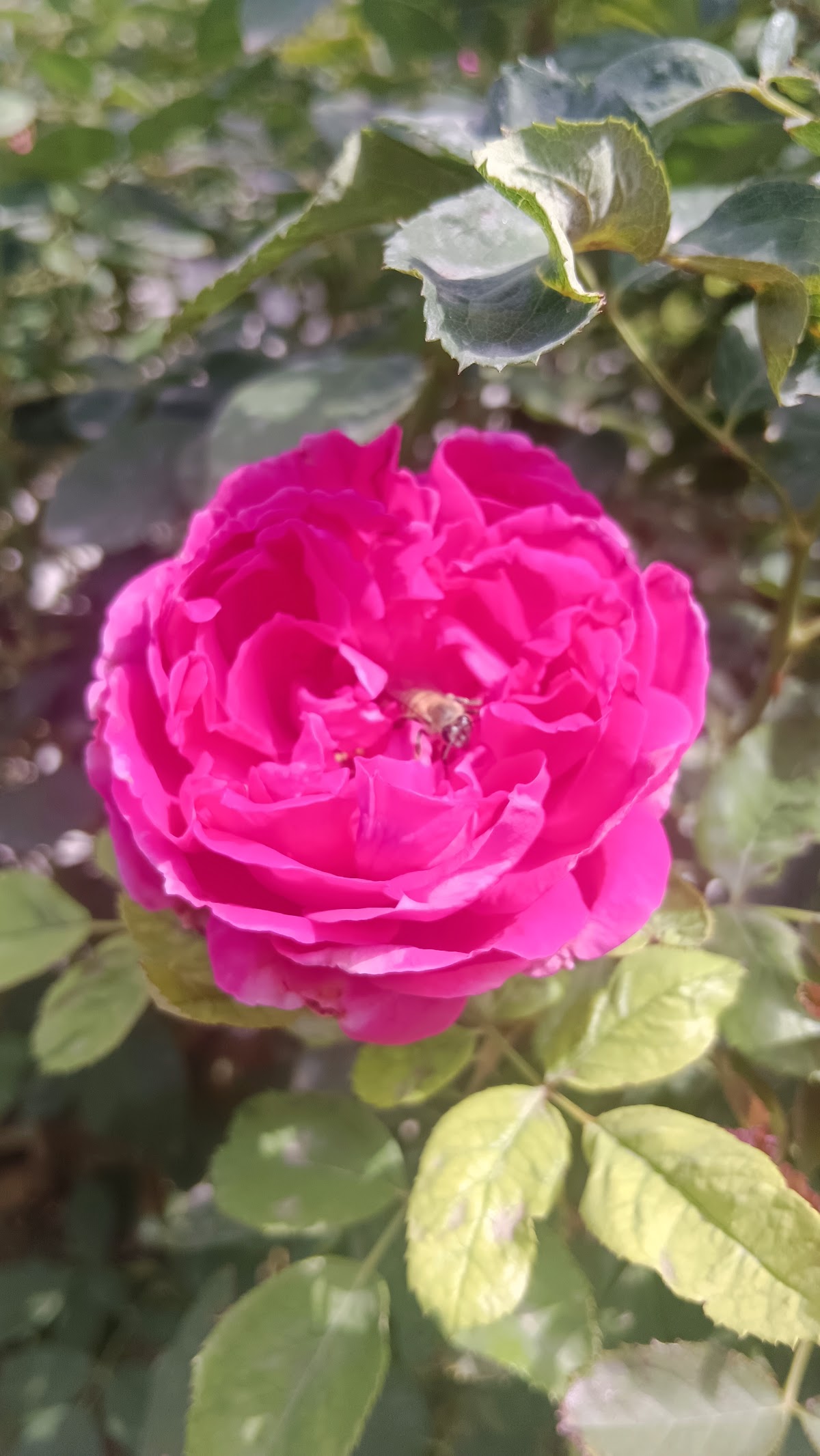 مزرعة وكوفي الشيوخ