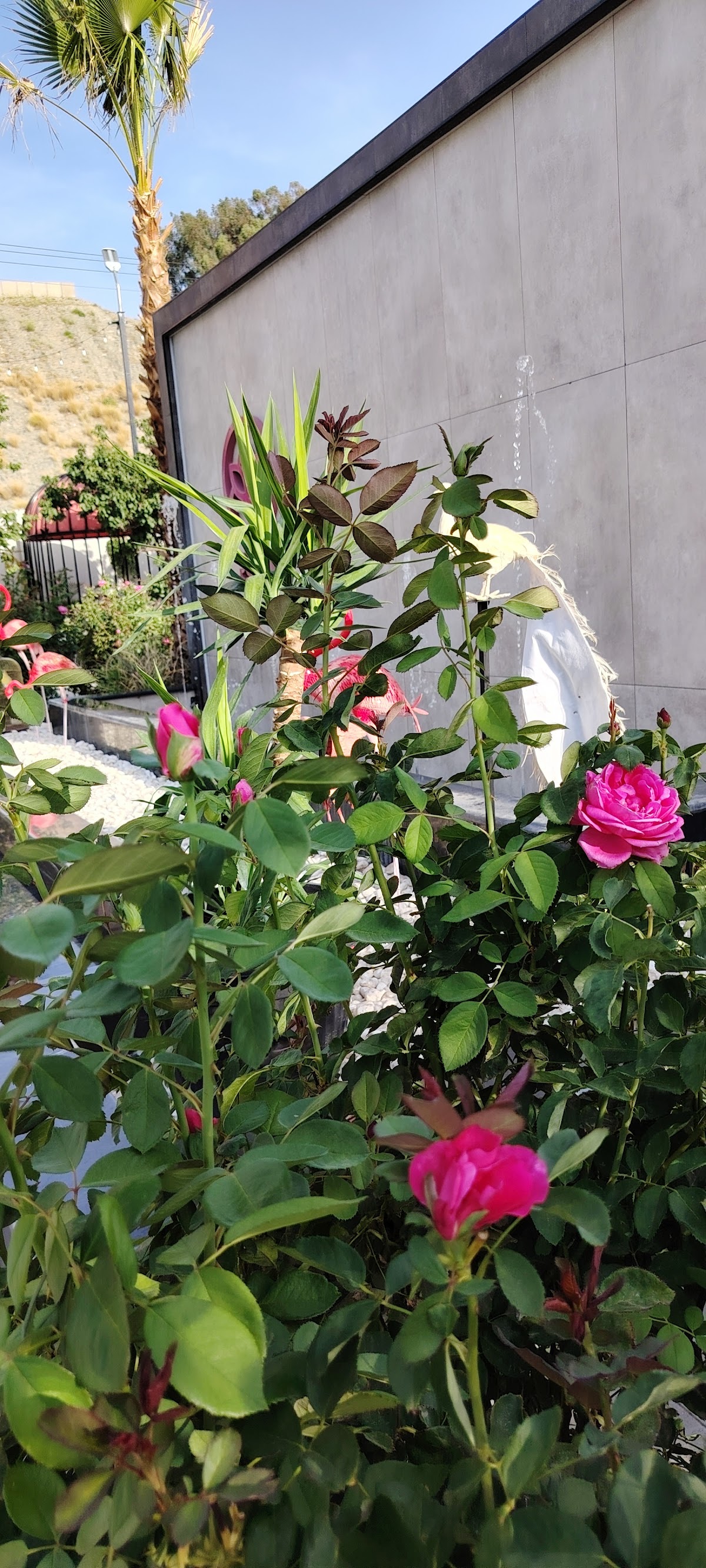 مزرعة وكوفي الشيوخ - 2