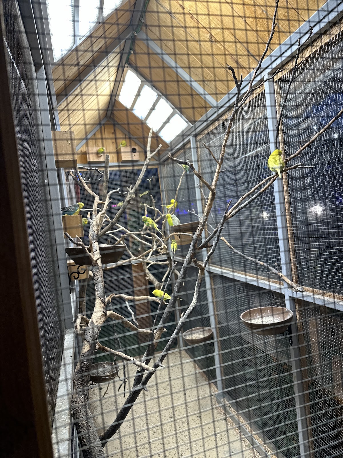 مزرعة وكوفي الشيوخ - 5