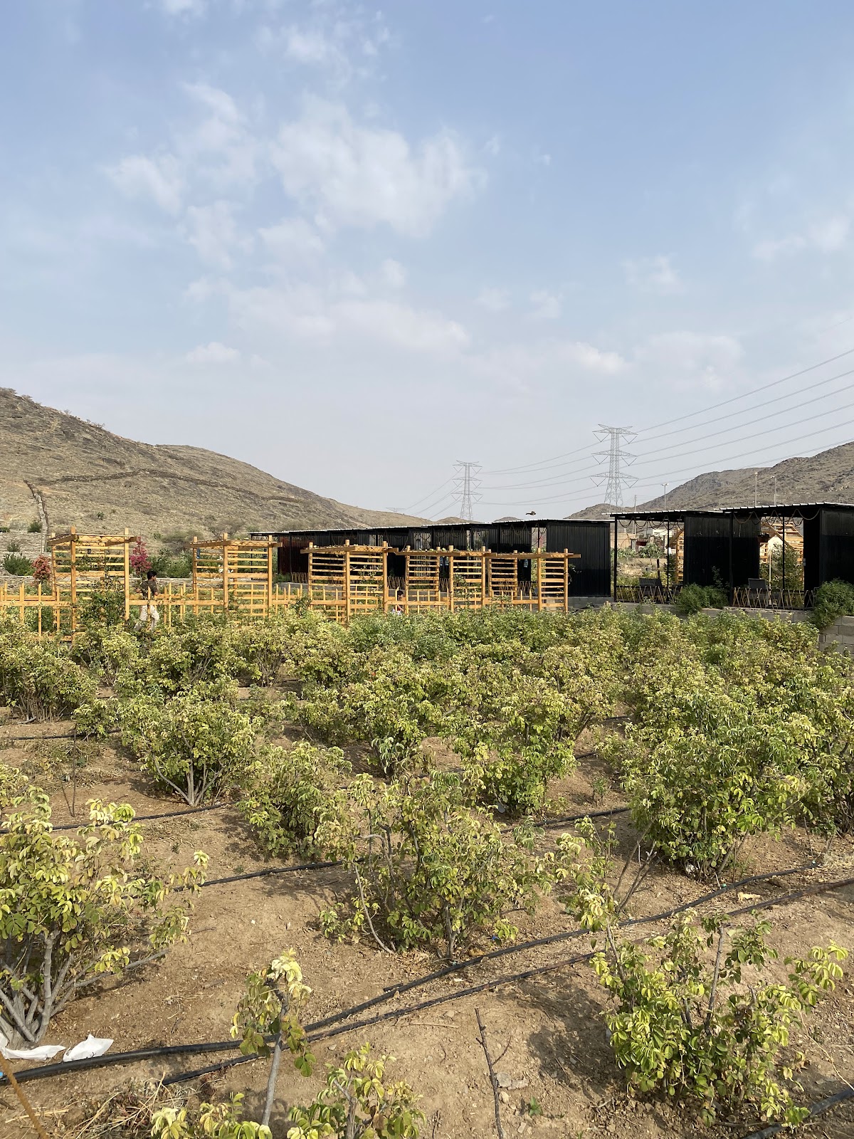 مزرعة ومصنع بن سلمان للورد الطائفي - 5